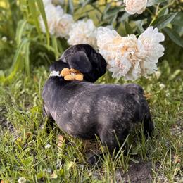 French Bulldog Puppies from Camarra King
