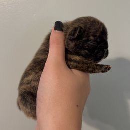 Girl 1 - Brindle French Bulldog puppy in Columbus, Indiana from Divine Crown French Bulldogs