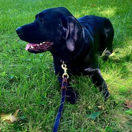 Labrador Retrievers from Limestone River Labradors