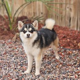 Prince - Pomsky