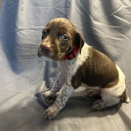 Boy- Red - White and liver male German Shorthaired Pointer puppy in Spencer, Massachusetts from Outback Kennels