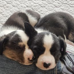 Cardigan Welsh Corgi and Labrador Retriever Puppies from LynnDee's Kennel