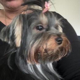 Princess - Black and tan female Yorkshire Terrier puppy in Fairfield, Connecticut from Yorkie Divas