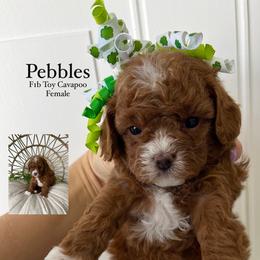Bernedoodle, Cavapoo, Goldendoodle, and Poodle Puppies from Gypsi Doodles & Poodles