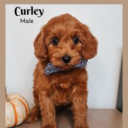 Curly - Red  male Goldendoodle puppy in Hilton, New York from The House of Goldendoodle