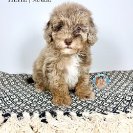 Aussiedoodle, Bernedoodle, Double Doodle, and Goldendoodle Puppies from Dandy Doodle Ranch