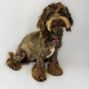 Assorted Doodle Crosses, Cavapoos, and Double Doodles from Daisy Pups