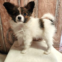 Companion Cross, Papillon, and Pomeranian Puppies from Lovely Ladies and Little Asses Miniature Equines (L3A Pomeranians & Papillons)