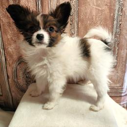 Companion Cross, Papillon, and Pomeranian Puppies from Lovely Ladies and Little Asses Miniature Equines (L3A Pomeranians & Papillons)