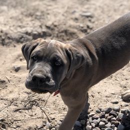 Cane Corso and Lowchen Puppies from High Royal Kennel
