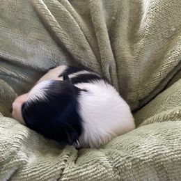 Willum - Black and white male Havanese puppy in Hudson, New York from Havanese of Claverack and Hudson Valley Labradors