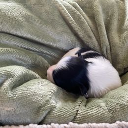 Willum - Black and white male Havanese puppy in Hudson, New York from Havanese of Claverack and Hudson Valley Labradors