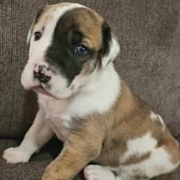 Great Dane puppies from Sacandaga Danes