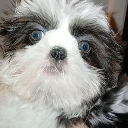 AKC Saphire - Blue and white female Shih Tzu puppy in Jacksonville, North Carolina from Charming Southern Shih Tzu