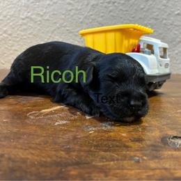 Ricoh - Black and white male Aussiedoodle puppy in Oklahoma City, Oklahoma from Foneb Farm - The F1B Farm