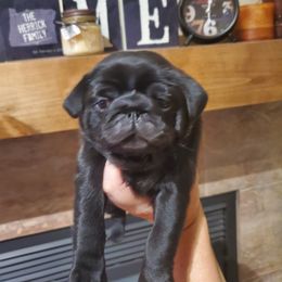 Pug Puppies from Colossal Pugs