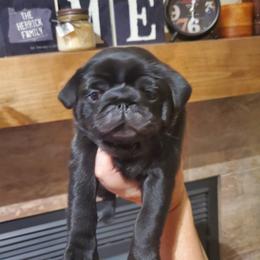 Pug Puppies from Colossal Pugs