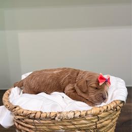 June - Apricot female Cavapoo puppy in Spanish Fork, Utah from Poseydoodle