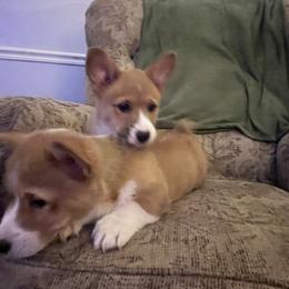 Manny Boy 3 - White and red male Pembroke Welsh Corgi puppy in Chesterton, Indiana from Oliver Pembroke Welsh Corgis