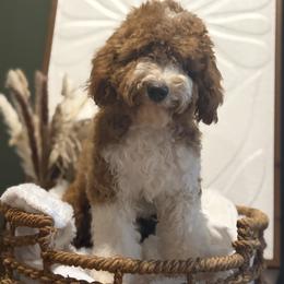 Charlie micro mini - Red  male Goldendoodle puppy in Bristol, Tennessee from 4goldendoodles