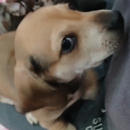 Tank - Cream male Dachshund puppy in Salome, Arizona from Boopenstein Doxies