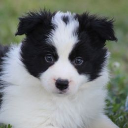 Male 3 - Black male Border Collie puppy in Tylertown, Mississippi from Cool Meadow Farms