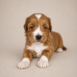 Trixie - Red  female Goldendoodle puppy in Floyd, Virginia from Hearts and Paws Poodles and Doodles