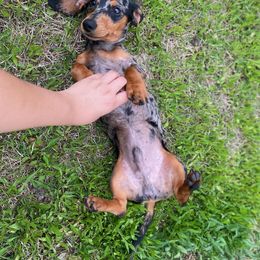 Dachshund Puppies from House of Slinkys