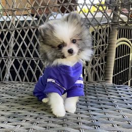 Pomeranian Puppies from Highlander Pomeranians