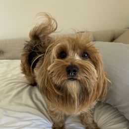 Asher - Havanese