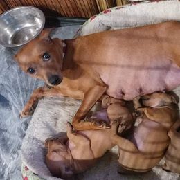 Miniature Pinscher Puppies from Davilg Min Pins