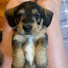 Yellow - Wild  boar and tan male Dachshund puppy in Stevensville, Montana from LynnHaven Ranch Dachshunds