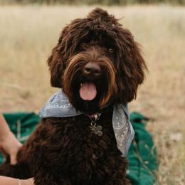 Lola - Australian Labradoodle