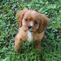 Cavalier King Charles Spaniel Puppies from Country Cavaliers