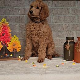 Navy - Red  male Poodle puppy in Diamond, Missouri from Evening Stars Poodles