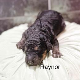 Raynor - Phantom male Goldendoodle puppy in Pasco, Washington from Camp Doodle Woods