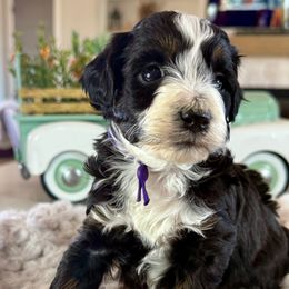 Girl 2 Magenta Collar - Tri-color Bernedoodle puppy in Indiahoma, Oklahoma from Farm Fresh Doodles