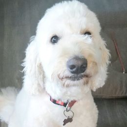 Daisy - Goldendoodle