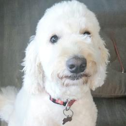 Daisy - Goldendoodle