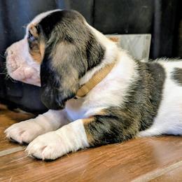 Case- White Collar - Black brown and white male Basset Hound puppy in Duchesne, Utah from HI Desert Hounds