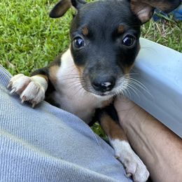 Rat Terrier Puppies from Haiku Rat Terriers