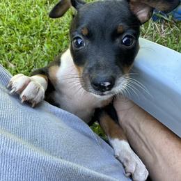 Rat Terrier Puppies from Haiku Rat Terriers