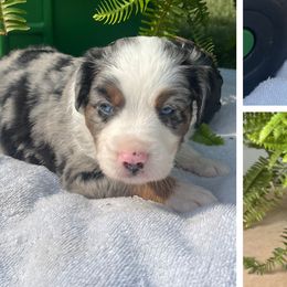 Australian Shepherds from B&M Kennels