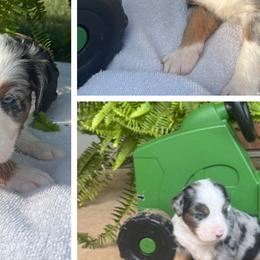 Australian Shepherds from B&M Kennels