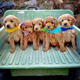 Goldendoodle Puppies from Missy Doodles