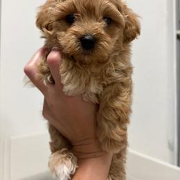 Marvel - Brown male Maltipoo puppy in Hollywood, Florida from Iuliia's puppies