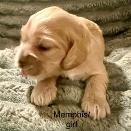 Memphis - Buff female Cocker Spaniel puppy in Sumter, South Carolina from Cocker Eclipse In Home Kennel