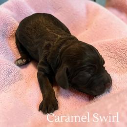 Caramel Swirl - Brown and tan female Cockapoo puppy in Ellenburg Center, New York from Kristin's Puppies