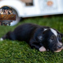 Scout - Black male Miniature Australian Shepherd puppy in Granbury, Texas from Best Little Aussies