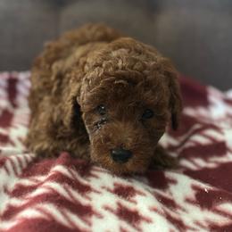 Pupper 1 - Red  male Poodle puppy in California from Central Valley Scotties